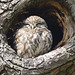 EF7A2343littleowl