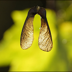 Ohrschmuck vor Model:)(für Dich)