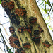 Fungi, Little Tobago