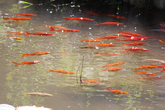 petits poissons rouges