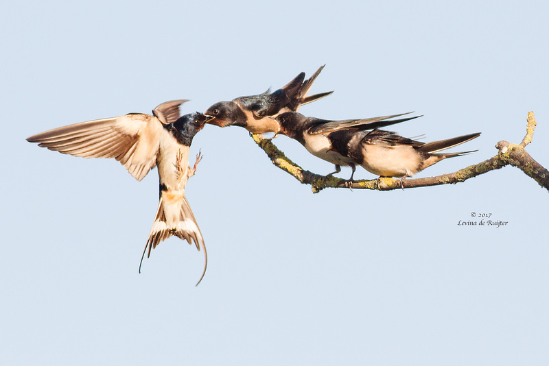 Barn Swallow / Boerenzwaluw (Hirundo rustica)