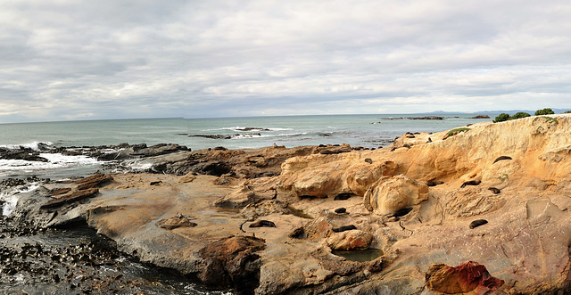 New Zealand / Shag Point New Zealand / Shag Point