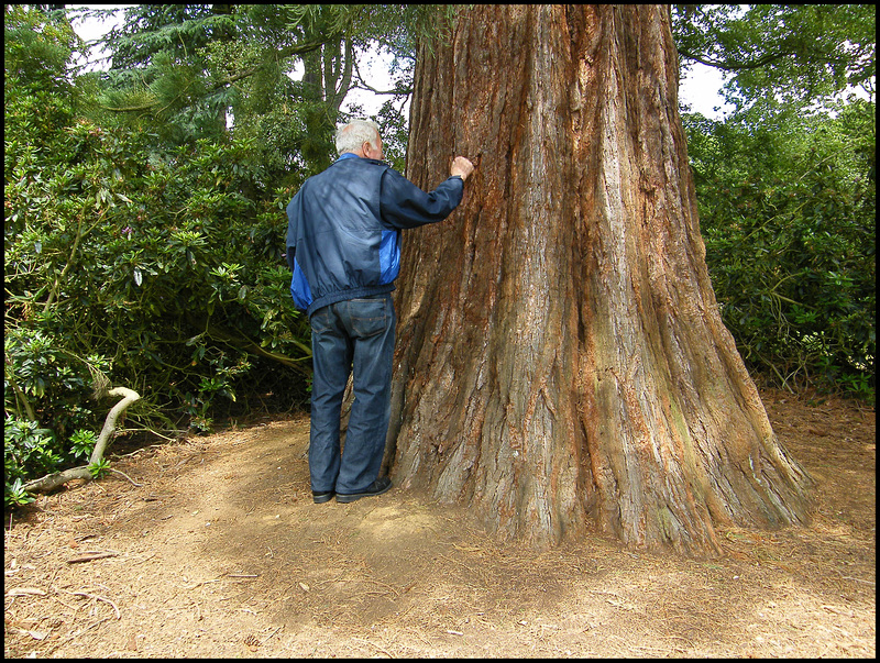 knock knock - giant redwood