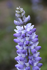 Elegant Lupine