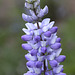 Elegant Lupine