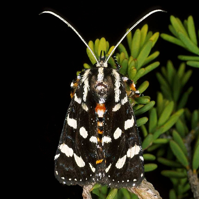 Hecatesia thyridion (Noctuidae) Whistling Moth