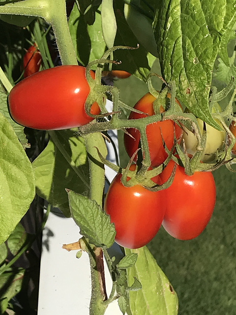 ready for harvest