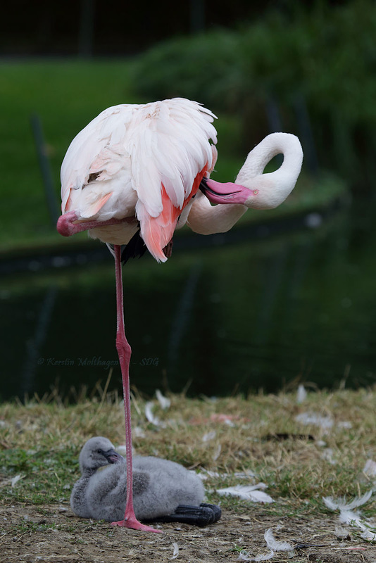 Flamingos (Wilhelma)