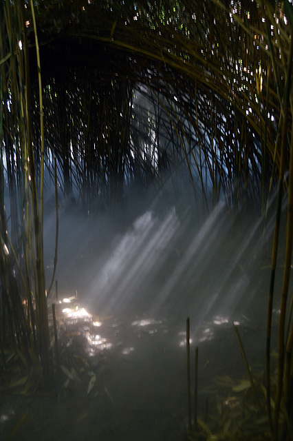 Wasserdampf im Bambuswald auf der Insel Brisago im Lago Maggiore