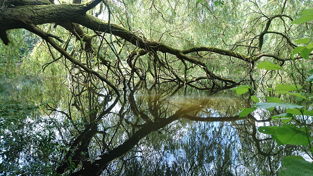 Spiegelbaum