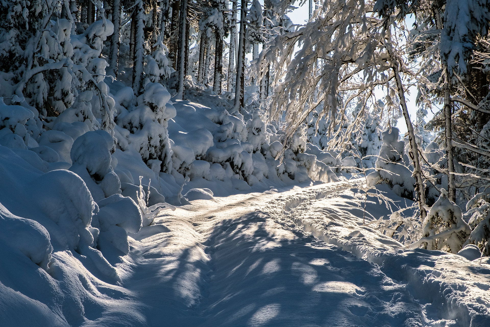 Wintry Forest Walk (2)