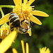 20230722 2806CPw [D~LIP] Jakops-Greiskraut, Bindensandbiene (Andrena flavipes), BS
