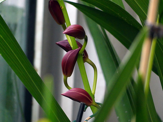 Orchidée cymbidium