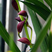 Orchidée cymbidium