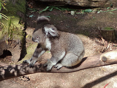 koala-in-waiting