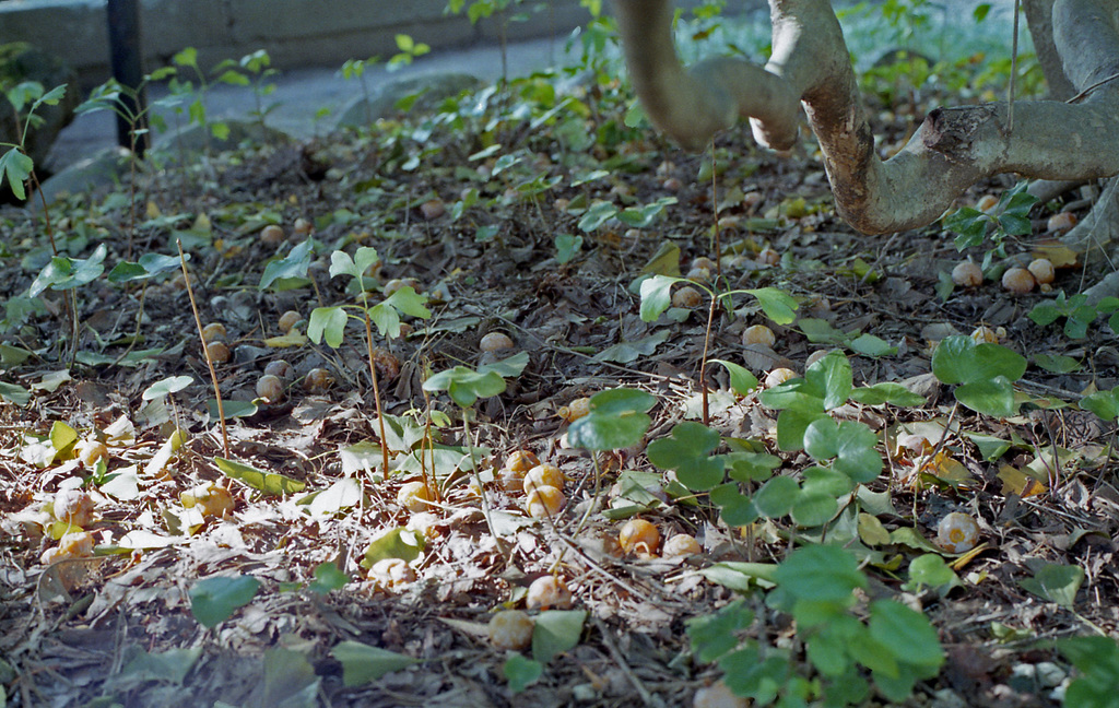 Ginkgo nuts