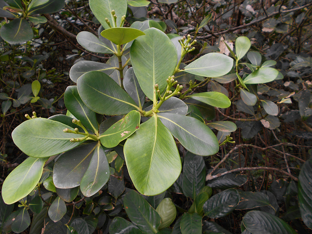 DSCN1439 - botão de mangue-formiga Clusia criuva, Clusiaceae