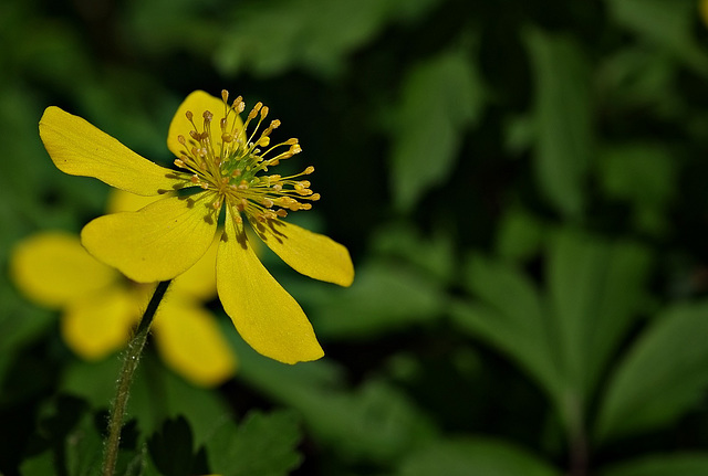 Blüte vom Schöllkraut