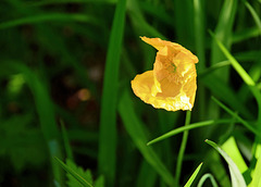 Welsh Poppy