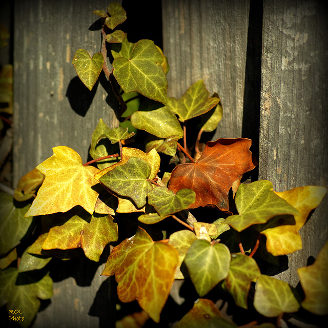 HFF - HAPPY FENCE FRIDAY