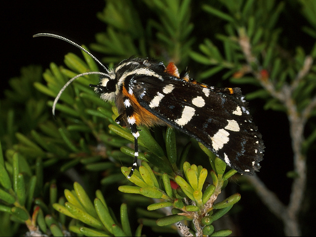 Hecatesia thyridion (Noctuidae) Whistling Moth