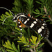 Hecatesia thyridion (Noctuidae) Whistling Moth