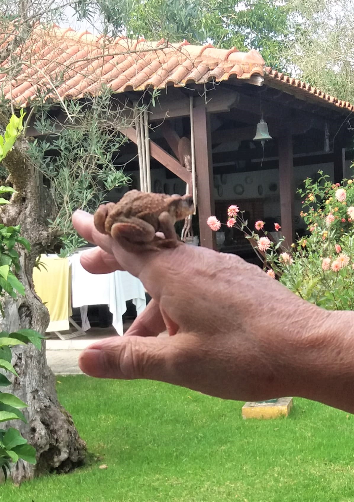 A toad in my hand