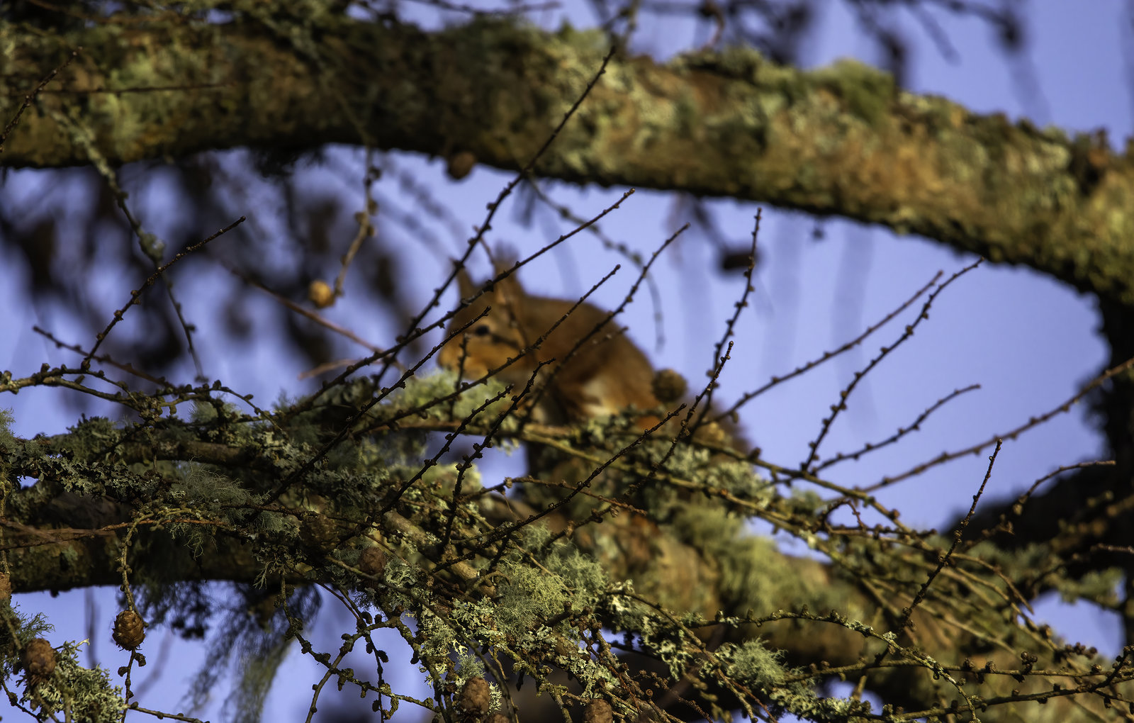 Red Squirrel