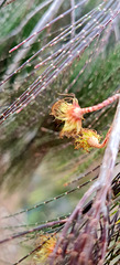 Allocasuarina flowers