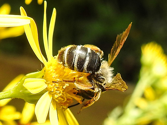 20230722 2809CPw [D~LIP] Jakops-Greiskraut, Bindensandbiene (Andrena flavipes), BS