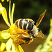 20230722 2809CPw [D~LIP] Jakops-Greiskraut, Bindensandbiene (Andrena flavipes), BS
