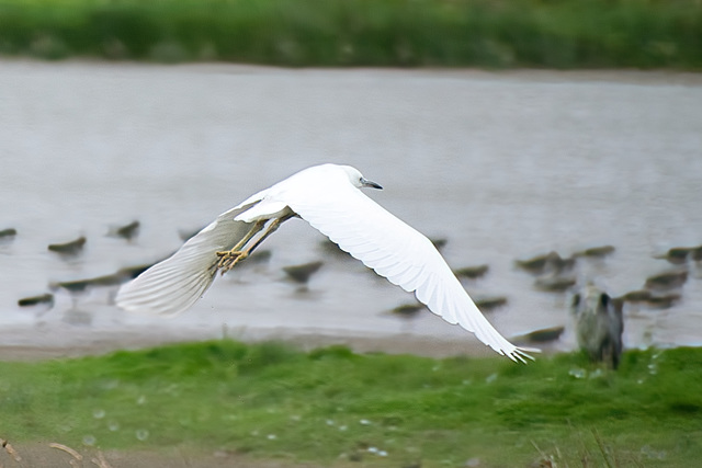 Little Egret in flight