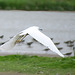 Little Egret in flight