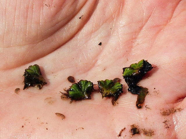 Fringed Heartwort / Ricciocarpos natans liverwort, tracked S2