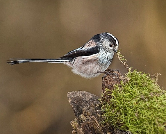 Tug Long tail Tit.