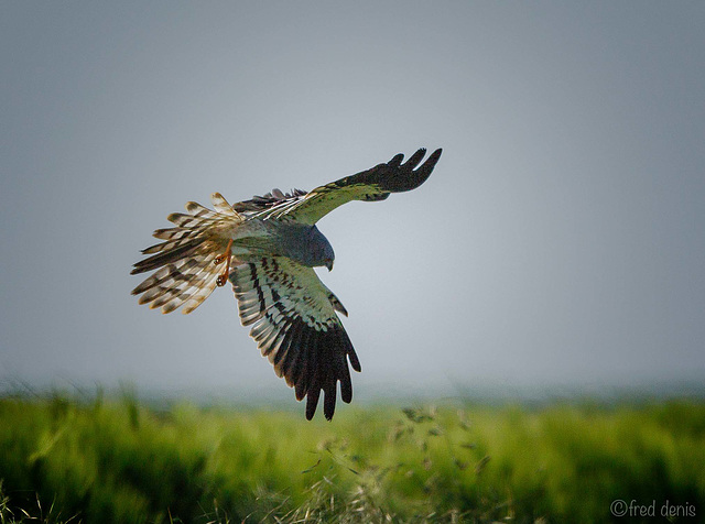 Busard cendré Circus pygargus - Montagu's Harrier (photo d'observation)