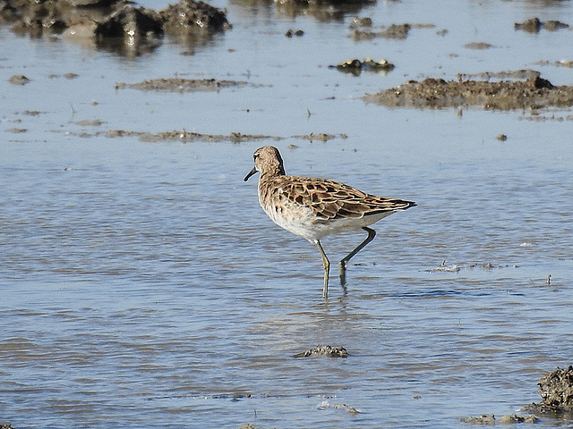 20170518 1577CPw [A+H] Kampfläufer (Philomachus pugnax), Neusiedler See