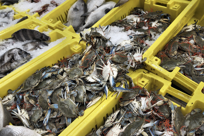 Feeling Crabby – Old Market, Acco, Israel