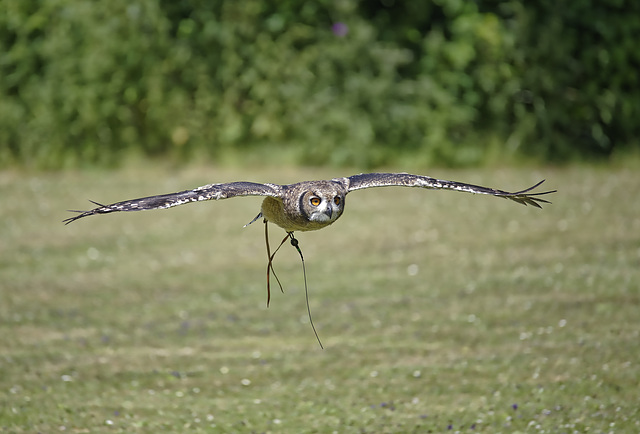 Ural Owl