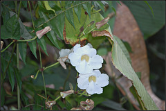 Flowers in the confusion of vegetation