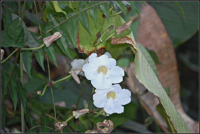 Flowers in the confusion of vegetation