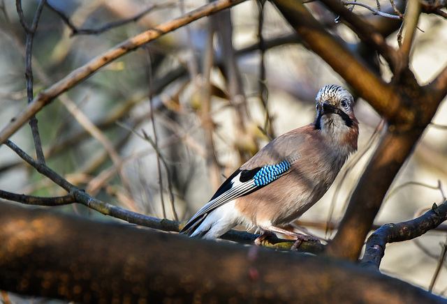 Eichelhäher (Garrulus glandarius)