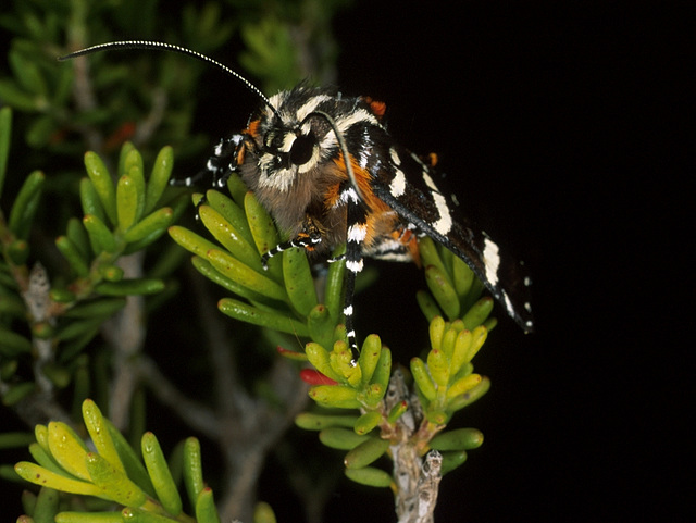 Hecatesia thyridion (Noctuidae) Whistling Moth