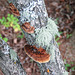 Fungi (and lichen) - is this Daedelopsis confragosa?