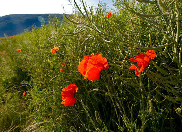 Mohn