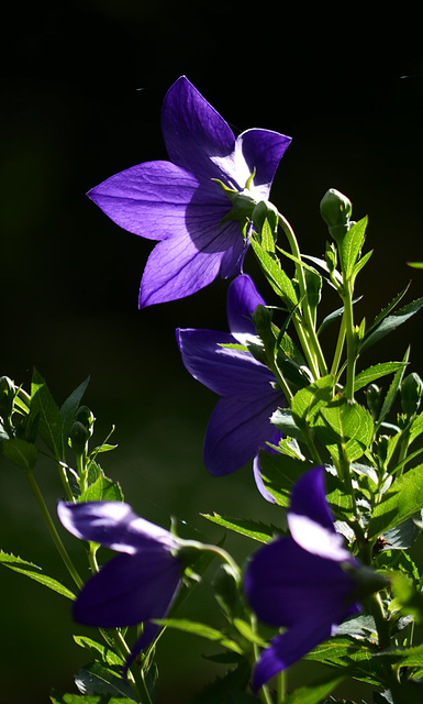 Ballonblume