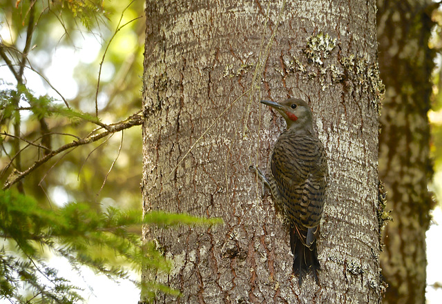 Northern Flicker