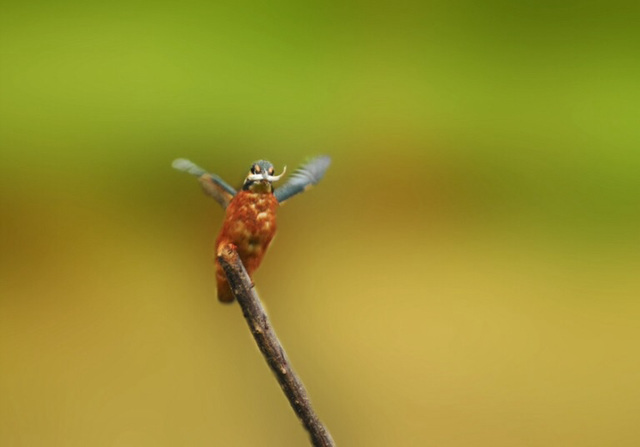 Got ya "Kingfisher with catch"