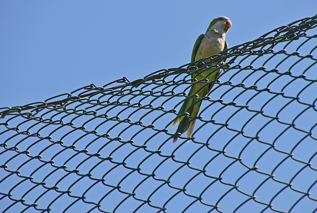 Sitting on a fence