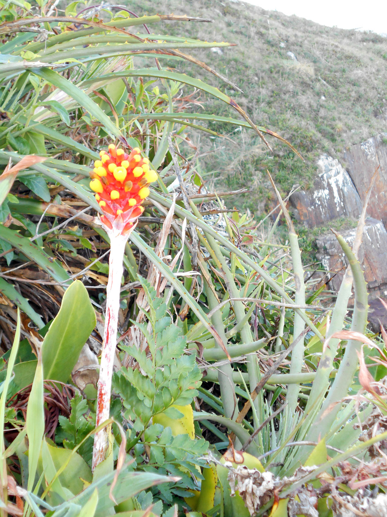 DSCN9322 - Aechmea comata [ex-lindenii], Bromeliaceae